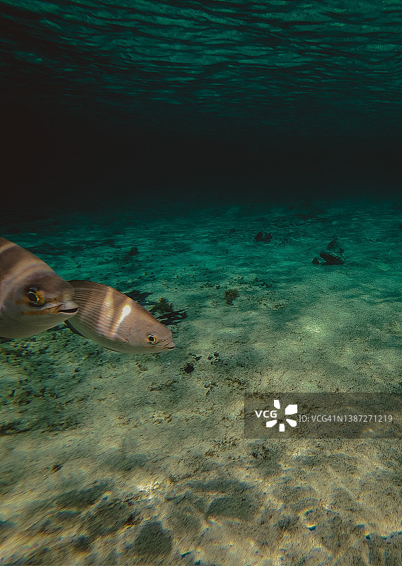 在科苏梅尔拍摄的水下鱼类图片素材