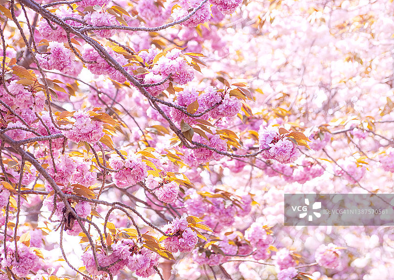 樱花盛开的景色图片素材