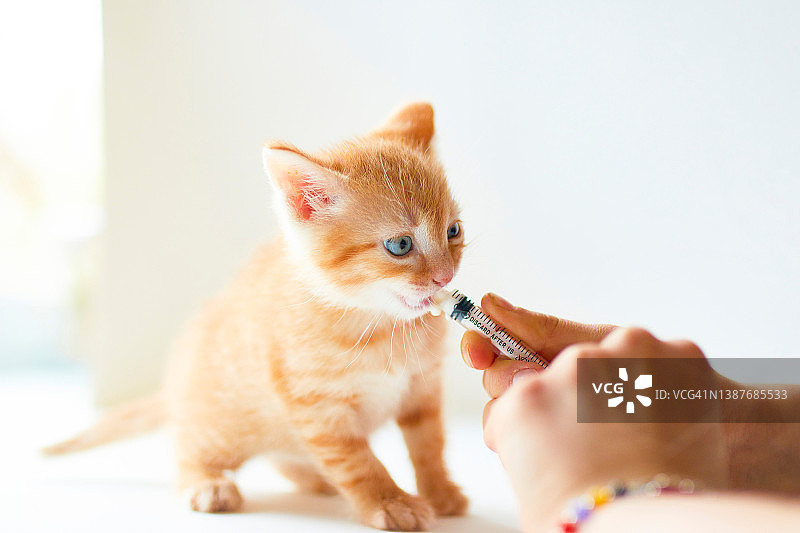 小猫用注射器喝牛奶图片素材