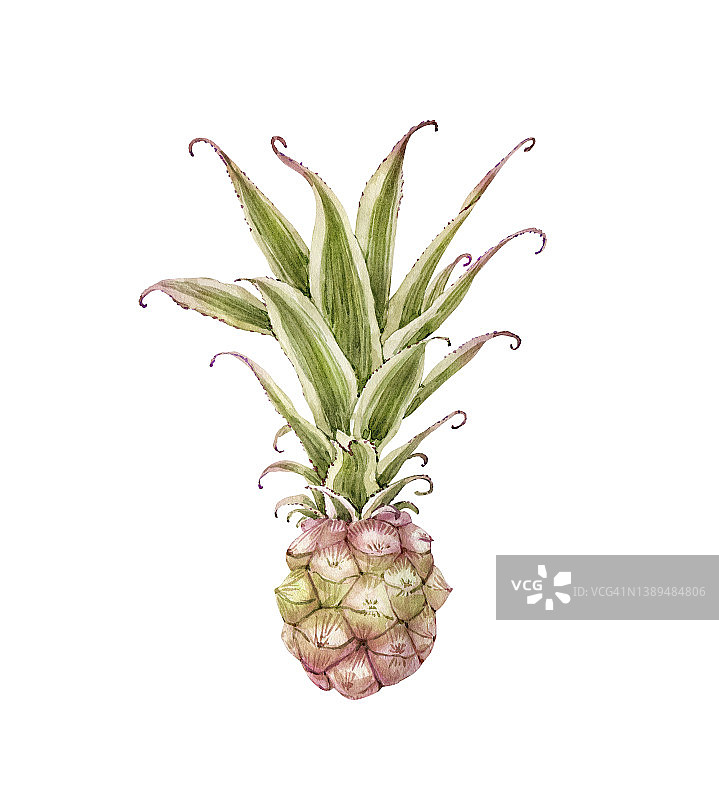 水彩插图菠萝植物，手绘图片素材