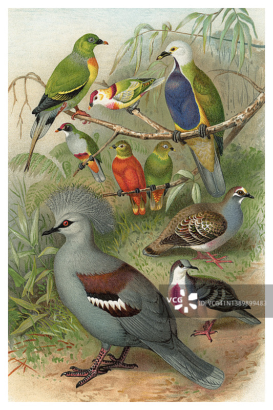 古老的雕刻插图的鸟类学-鸽子，鸽子图片素材