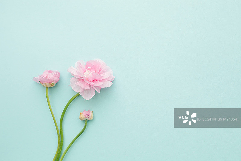 粉红色的春天毛茛花在蓝色的背景与复制空间，花卉贺卡图片素材