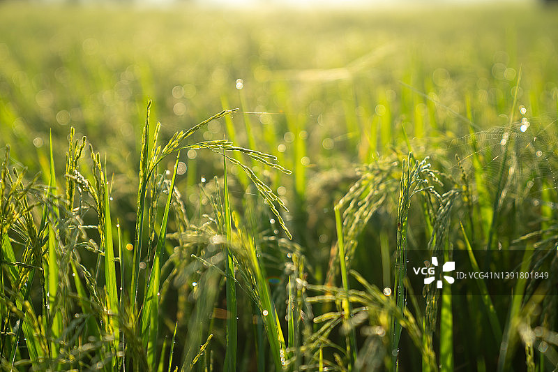 水稻植物稻田背景图片素材