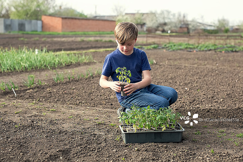一个金发可爱的男孩在地里种西红柿苗。图片素材