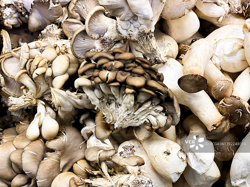 市场上的牡蛎和大喇叭蘑菇堆图片素材