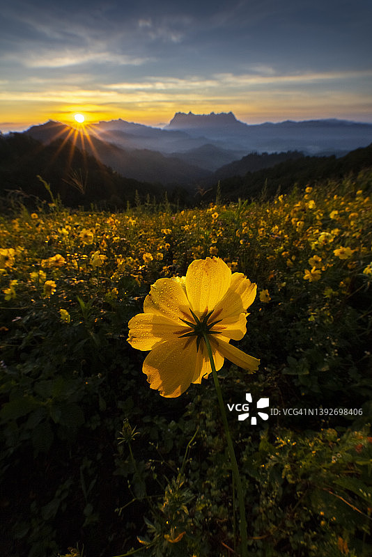 黄花在花田上的山和日出与美丽的天空图片素材