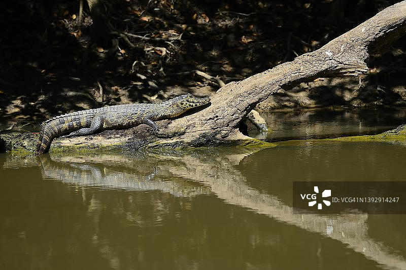 休息的yacare凯门鳄(caiman yacare)躺在漂流木，潘塔纳尔，马托格罗索，巴西图片素材