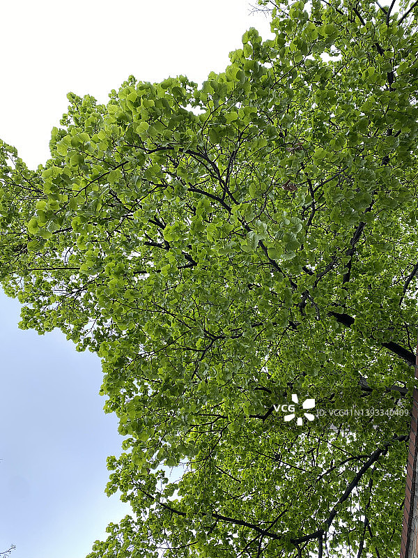 树与一束绿色的叶子在蓝天的背景图片素材