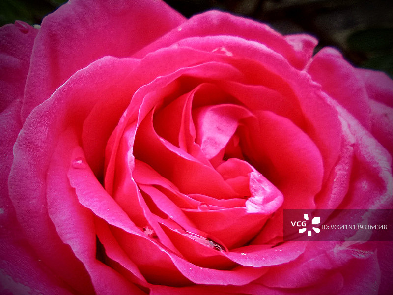 雨后红玫瑰的特写照片图片素材