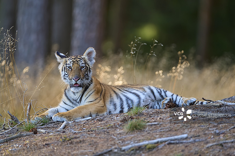 西伯利亚虎，美洲虎，幼小动物图片素材