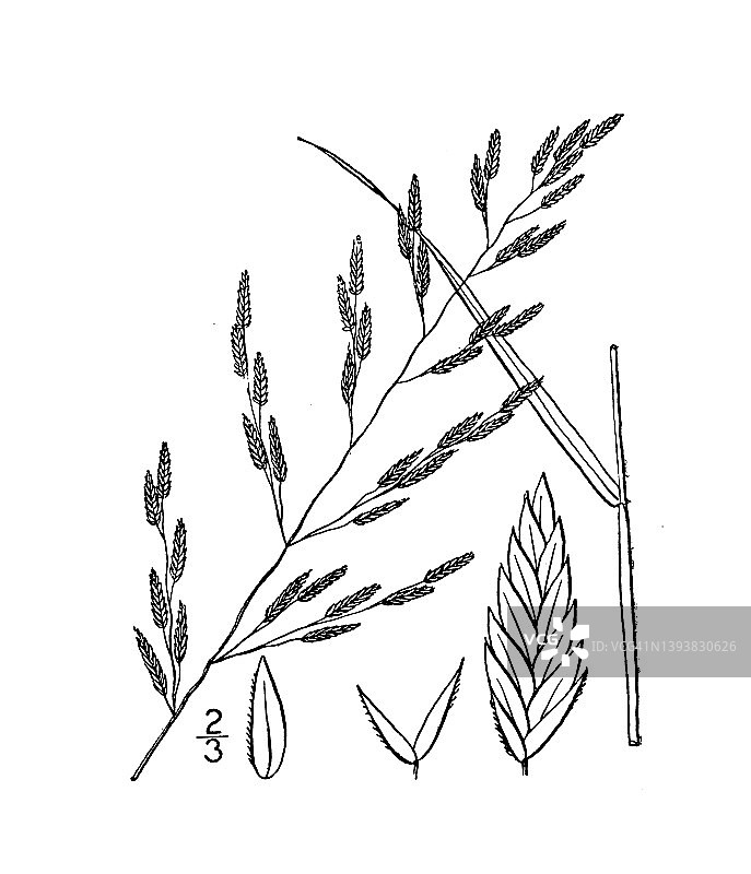 古植物学植物插图:画眉画眉，画眉画眉图片素材