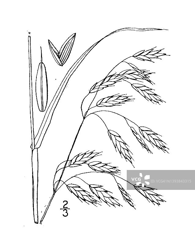 古董植物学植物插图:雀麦，作弊，象棋图片素材