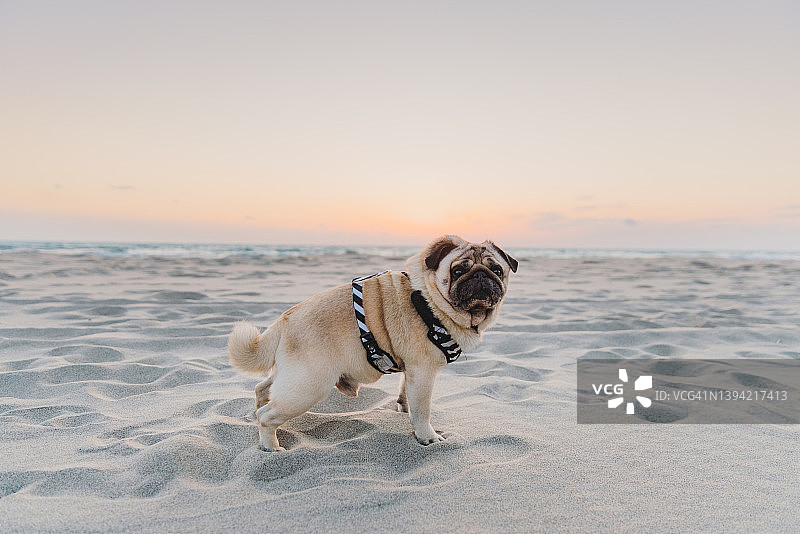 美丽的哈巴狗在土耳其海滩边凝视日落图片素材