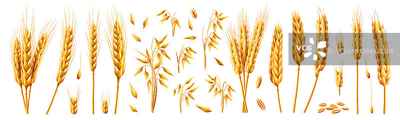 燕麦和小麦，黑麦和大麦的小穗和茎。矢量3d逼真集，谷物生长植物与干燥的纹理和种子的卡通束。农业和收获全谷物产品图片素材