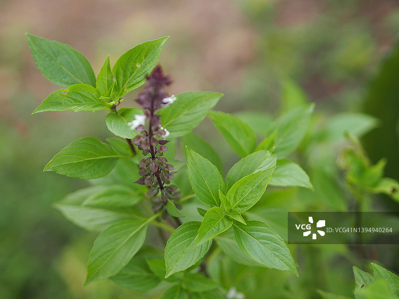 泰国甜罗勒或horapha浅绿色，花宽叶，而紫色的茎，花和矛状叶蔬菜食物在花园自然背景图片素材