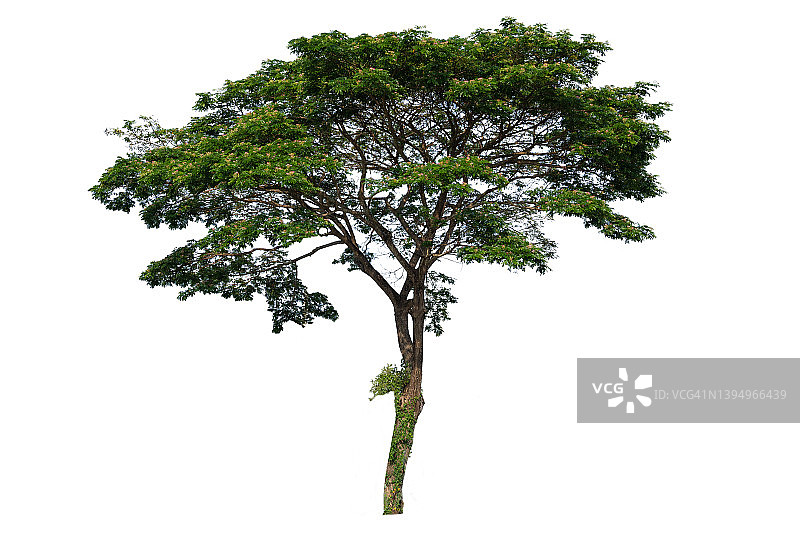 孤立在白色背景上的树。热带树木被隔离用于设计。广告和架构图片素材