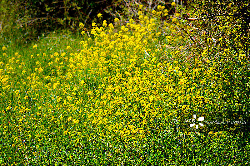 黄色的野花图片素材