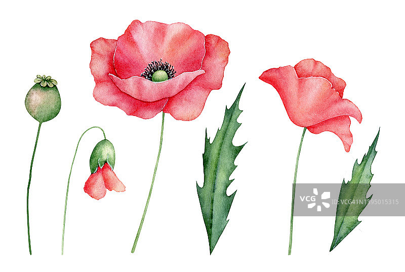 水彩红色罂粟集，手绘花卉插图，红色野花孤立在白色背景。图片素材