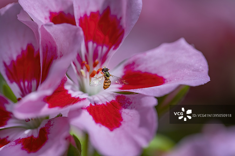 食蚜蝇在天竺葵花上图片素材