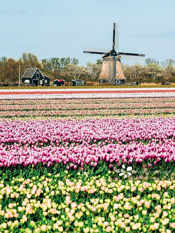 荷兰的郁金香和风车图片素材