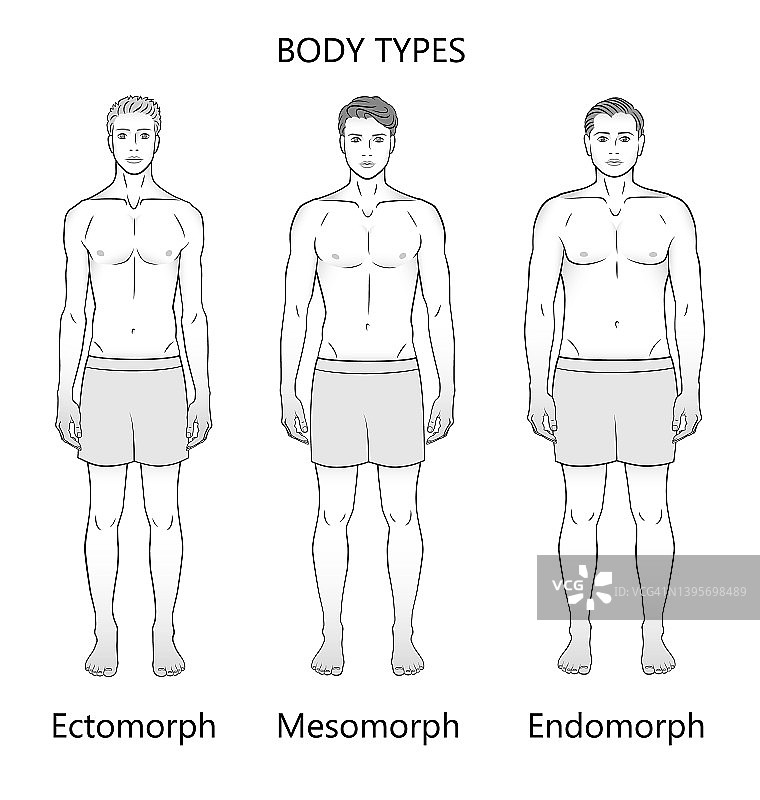 人类的身体类型。三个数字，黑色和白色。形态:瘦形、中形和内形。图片素材