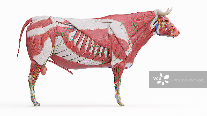 牛解剖学、插图图片素材