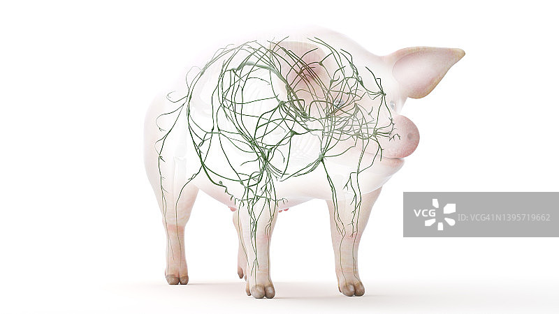 猪淋巴系统，插图图片素材