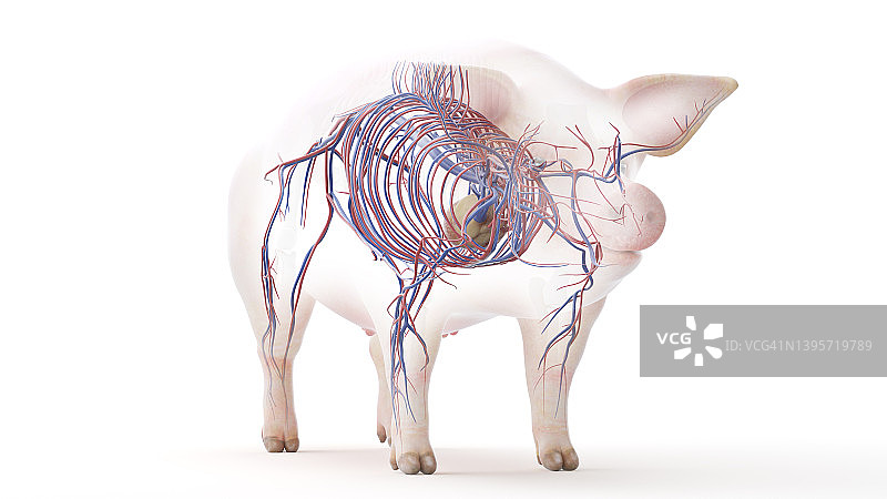 猪血管系统，插图图片素材