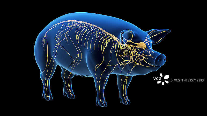 猪的神经系统，插图图片素材