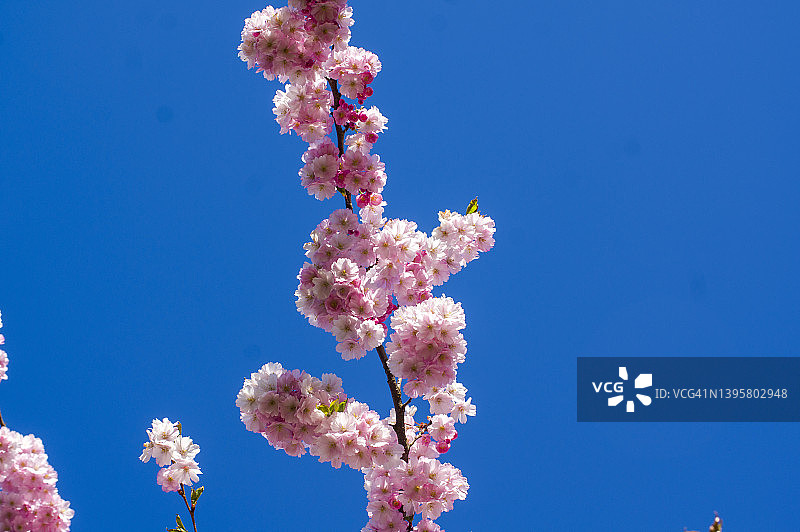 樱花盛开的粉红色花朵的特写图片素材
