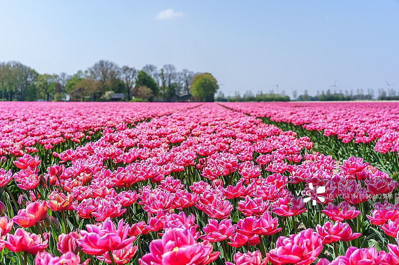 荷兰，黄昏时分的利塞，库肯霍夫，五彩缤纷的郁金香花田图片素材