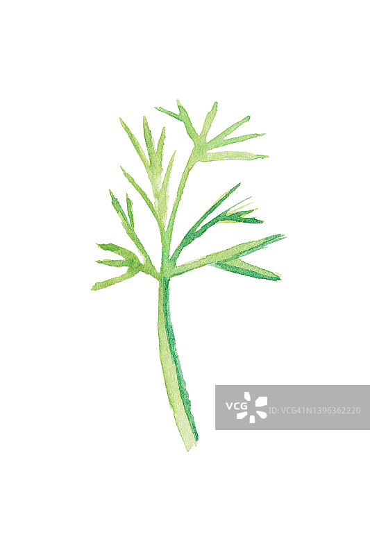 一束新鲜的有机香草。绿叶从地上长出来。水彩图片素材