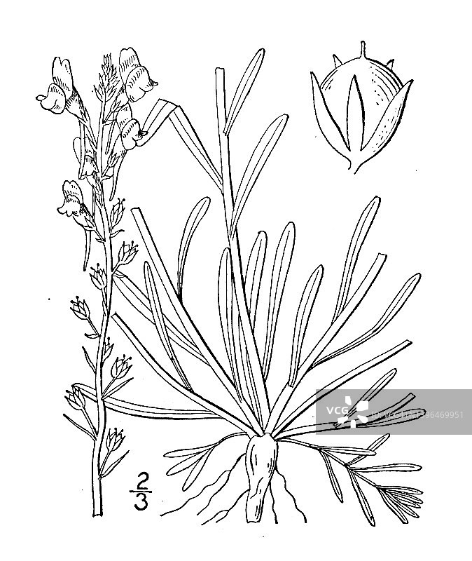 古植物学植物插图:加拿大Linaria Canadensis，野蟾麻图片素材