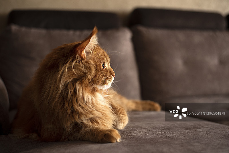 大红缅因猫。国内纯种猫。家里的宠物。图片素材