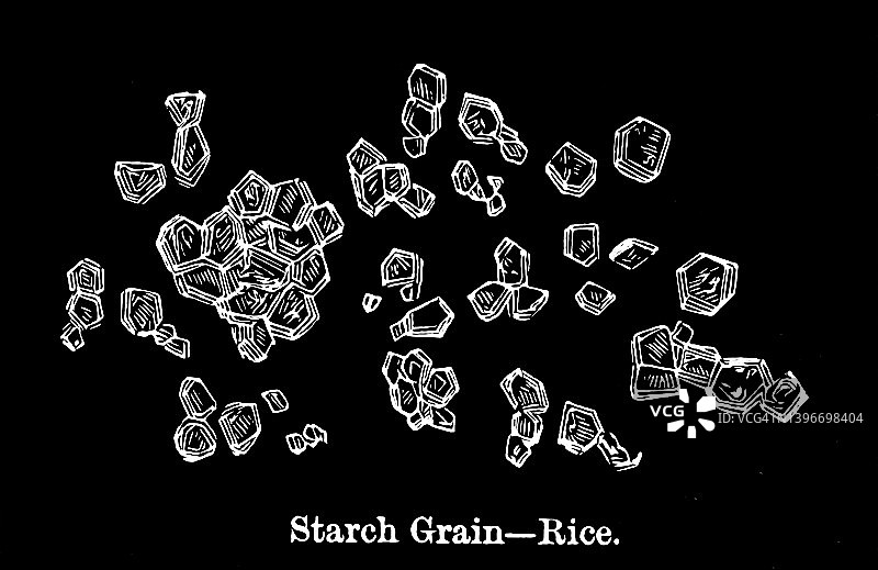 古老的淀粉粒-大米显微镜视图雕刻插图图片素材