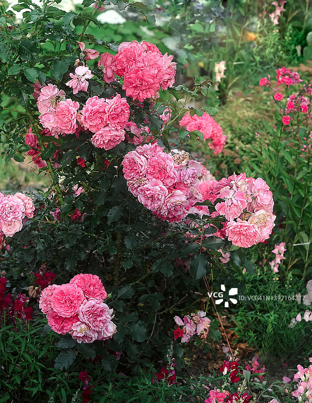 在绿色模糊的背景特写花园里的粉红色的双朵玫瑰的灌木。有选择性的重点图片素材