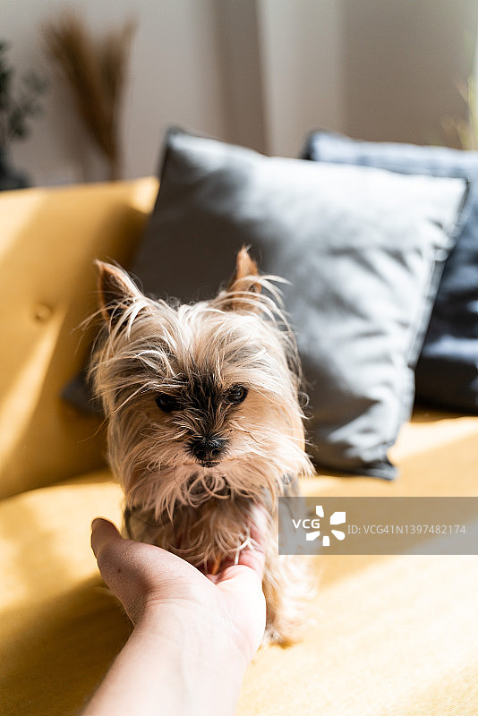 不知名的人爱抚约克夏梗狗坐在黄色沙发在家里。图片素材