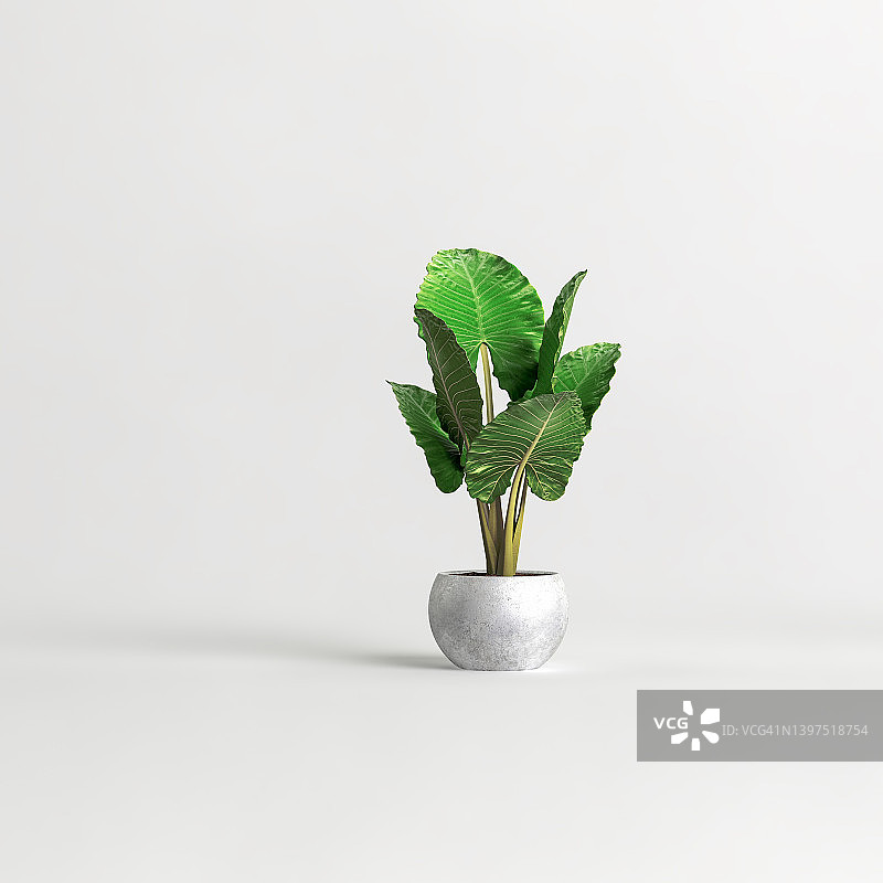 在白色背景上隔离的混凝土室内植物的3d插图图片素材