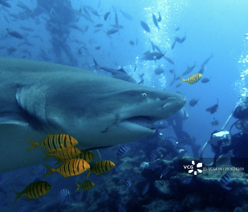 柠檬鲨，鱼和潜水者图片素材