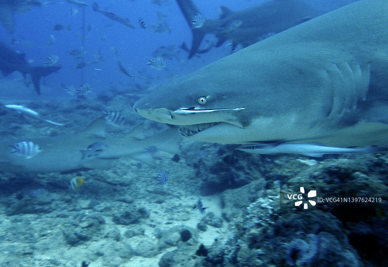 柠檬鲨，鱼和潜水者图片素材