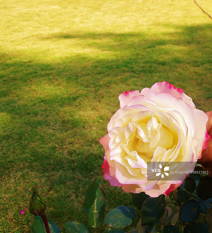 大的乳白色粉红色玫瑰植物花盛开。罗莎。蔷薇科的家庭。图片素材