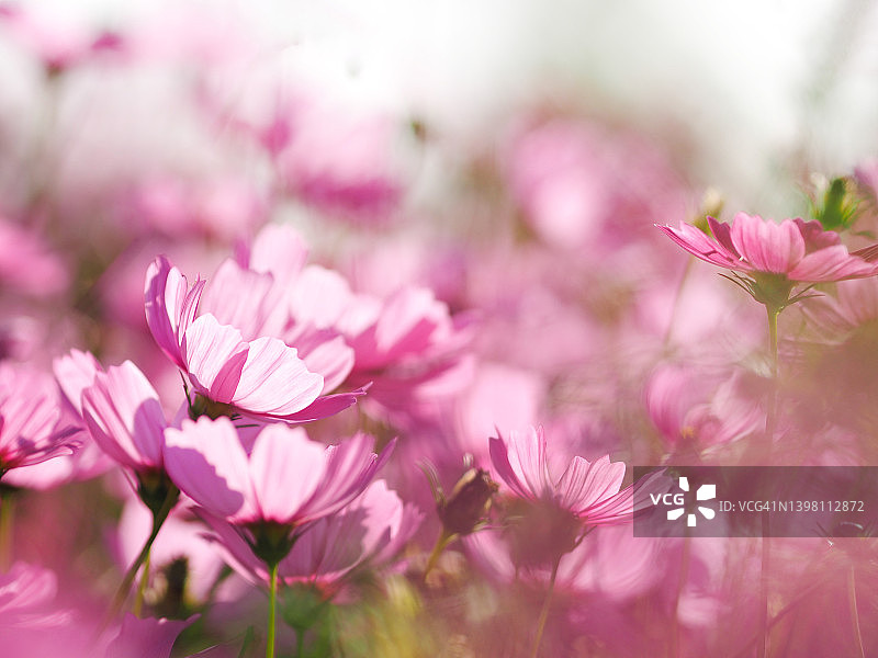 粉红色的花朵，墨西哥紫菀花盛开美丽的春天在花园里，模糊的自然背景图片素材