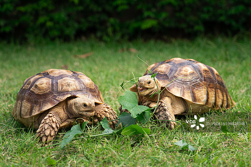 乌龟在绿色的背景上吃一片蔬菜或草的叶子。动物饲养(栉足鱼)图片素材