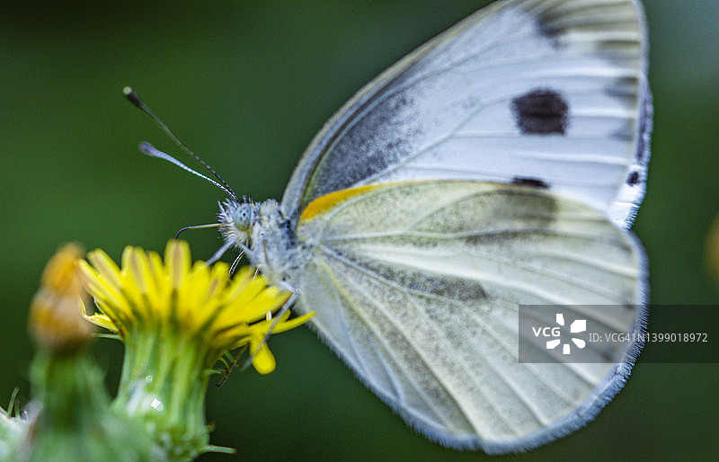 一只白蝴蝶在黄花上授粉图片素材