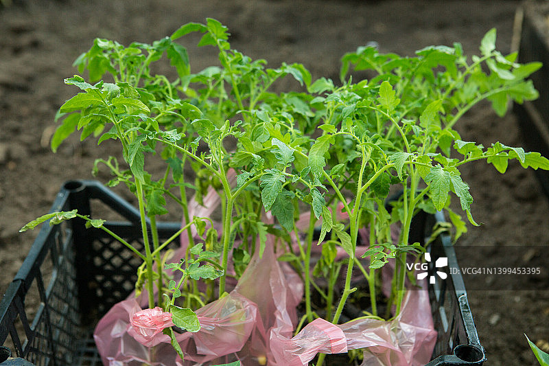 春天温室里的番茄幼苗。菜园里种了番茄苗。图片素材