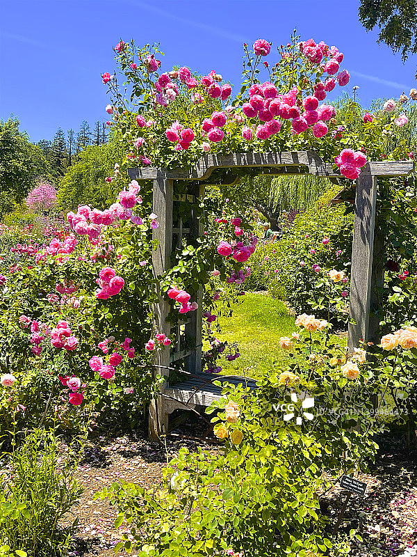 在玫瑰花园的乔木长椅上，粉红色的玫瑰盛开，洛杉矶图片素材