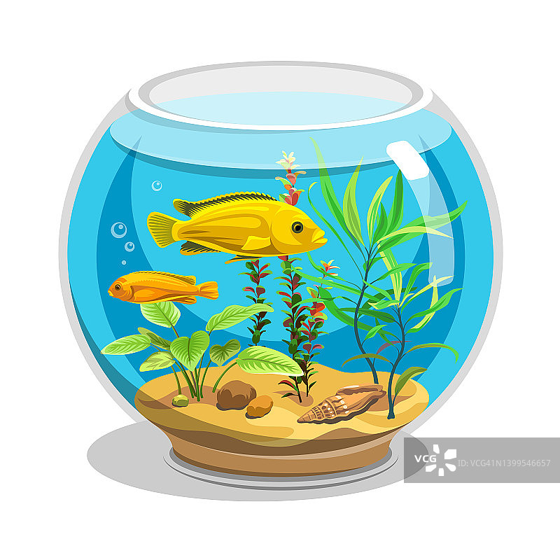 向量水族馆。金鱼带水、海藻、贝壳。为您设计的彩色卡通宠物。水下生物图例图片素材