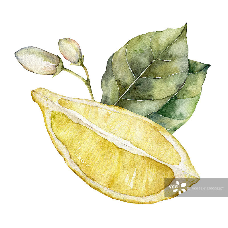 成熟的柠檬，叶子和芽的水彩热带卡。手工绘制的分支新鲜的水果和叶孤立在白色的背景。美味的食物插图设计，印刷，织物或背景。图片素材