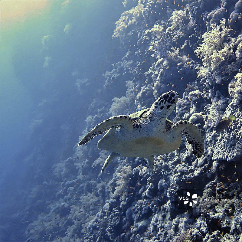 玳瑁沿着礁石壁游动图片素材