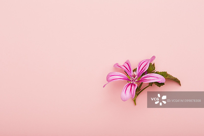 单瓣花，粉红色背景图片素材